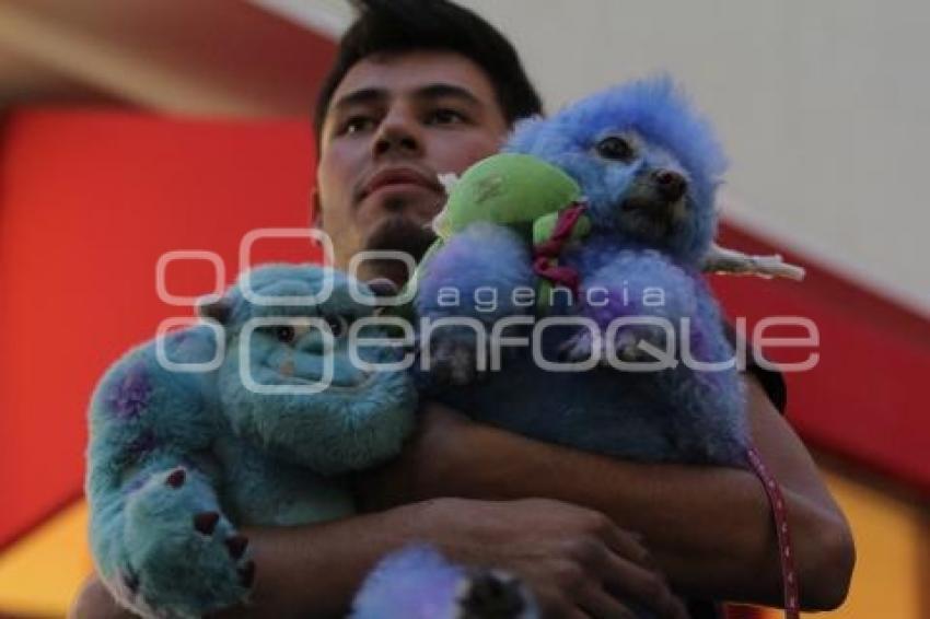CONCURSO DE DISFRACES PARA MASCOTAS. EL TRIÁNGULO