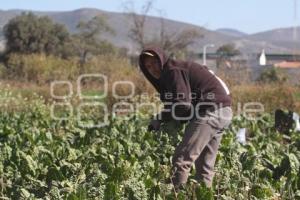 ECONOMÍA . CAMPO