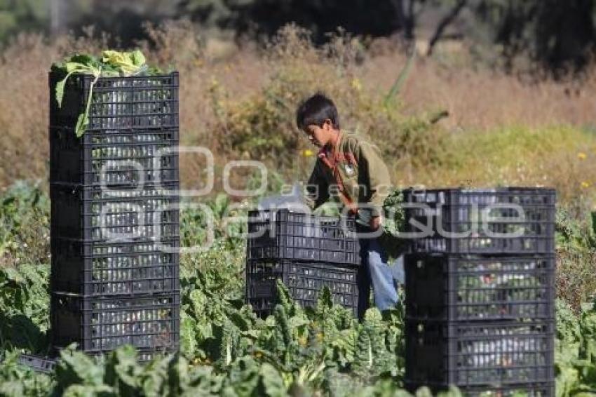 ECONOMÍA . CAMPO