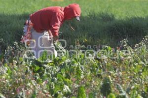 ECONOMÍA . CAMPO