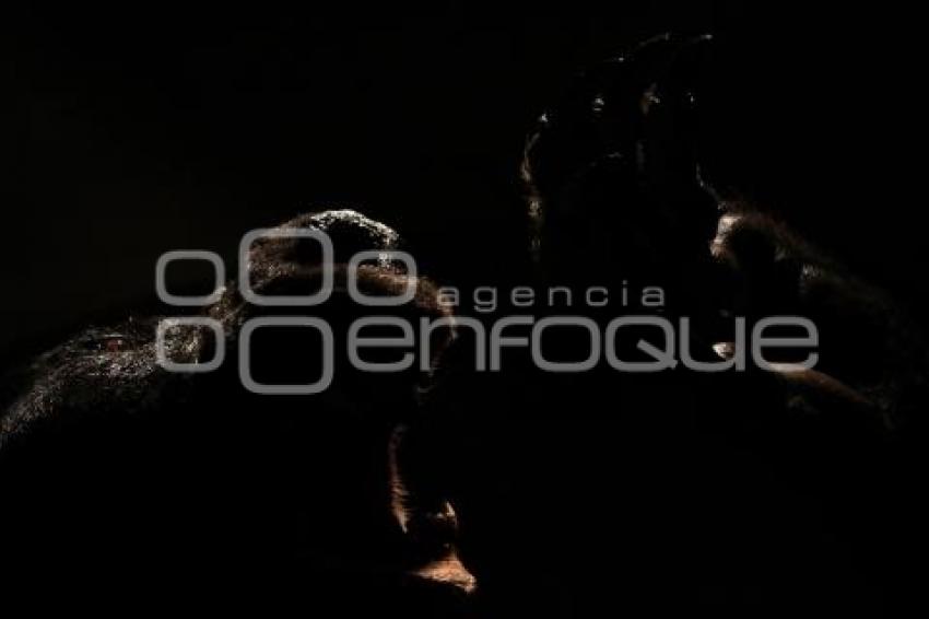EXPOSICION VAMPIROS  - SAN PEDRO MUSEO DE ARTE