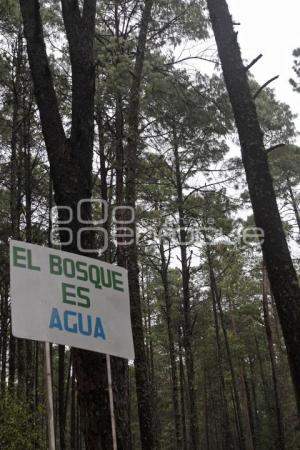 BOSQUE . SIERRA NORTE