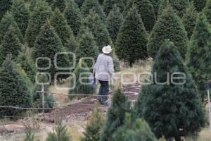 ÁRBOLES DE NAVIDAD