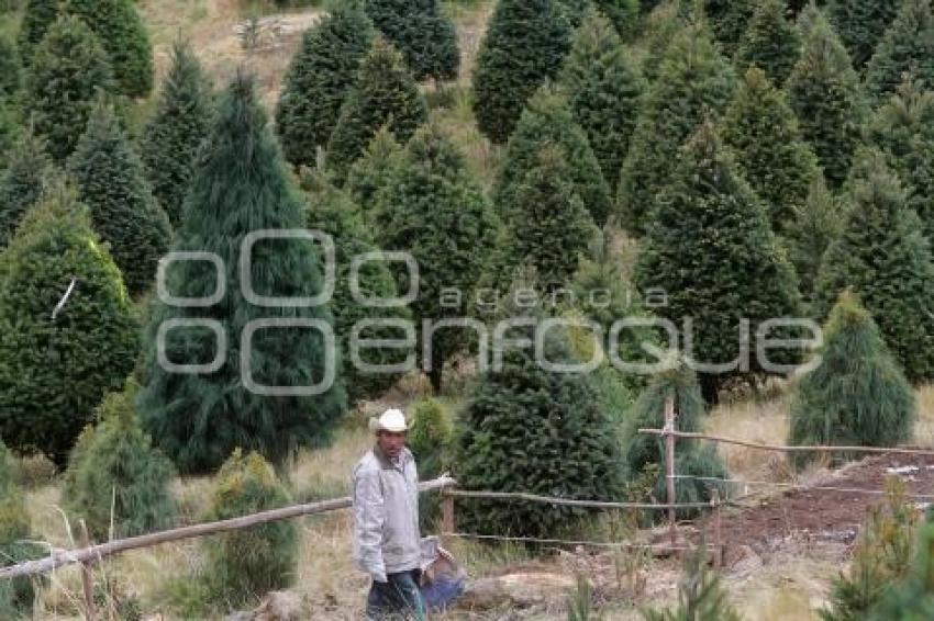 ÁRBOLES DE NAVIDAD