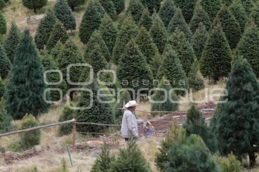 ÁRBOLES DE NAVIDAD