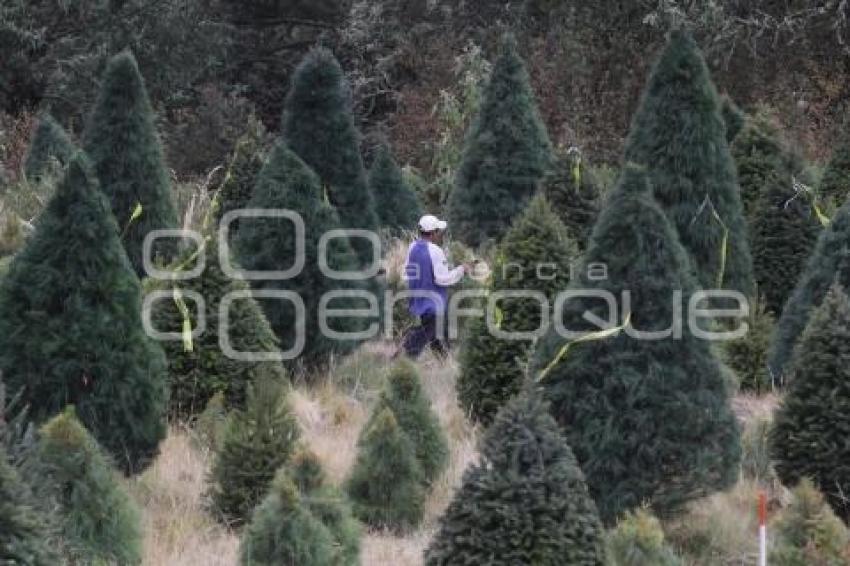 ÁRBOLES DE NAVIDAD