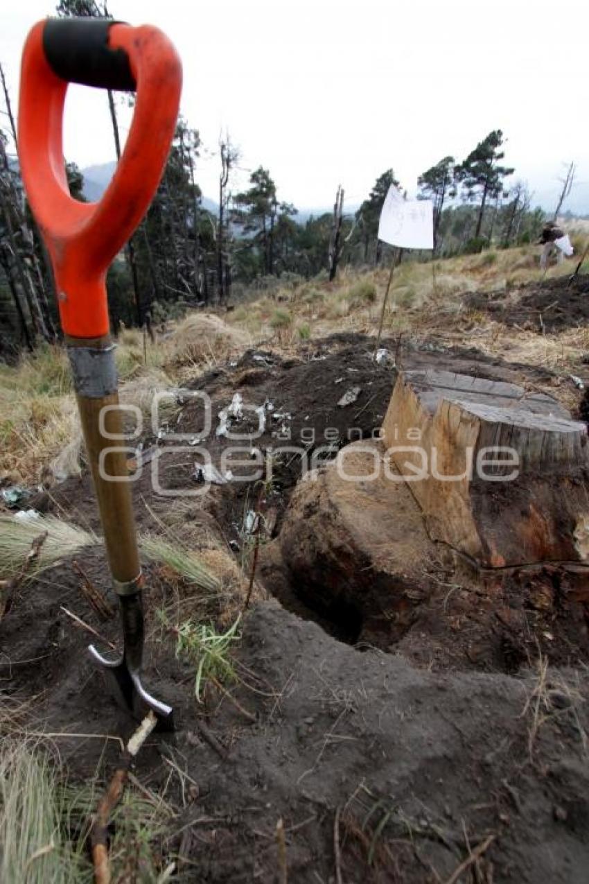 REFORESTACION PROVEDORES VOLKSWAGEN - PARQUE IZTA-POPO