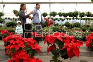 FLOR DE NOCHEBUENA