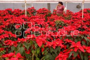 FLOR DE NOCHEBUENA