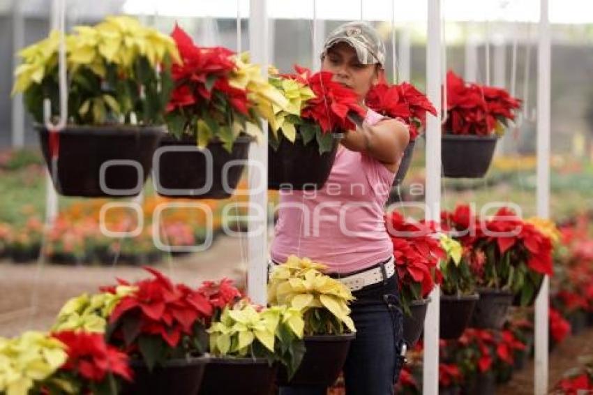 FLOR DE NOCHEBUENA