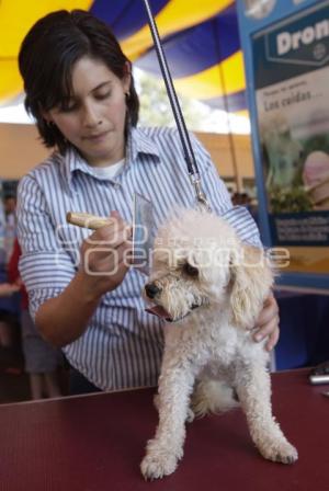 FERIA DE LA MASCOTA