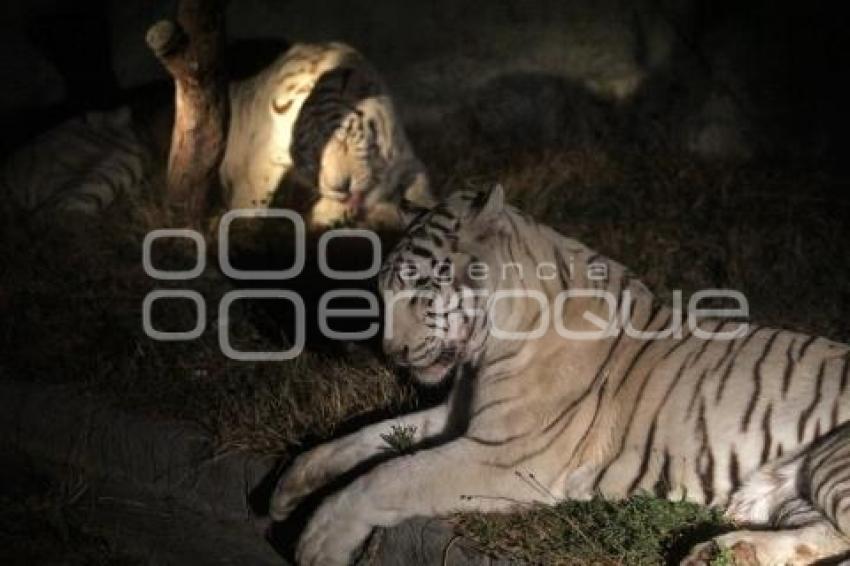 AFRICAM SAFARI . SAFARI NOCTURNO