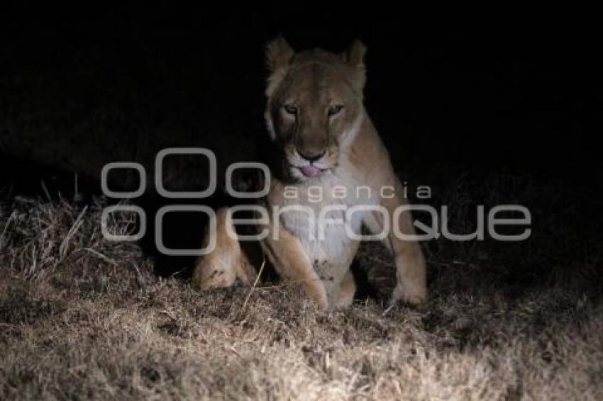 AFRICAM SAFARI . SAFARI NOCTURNO