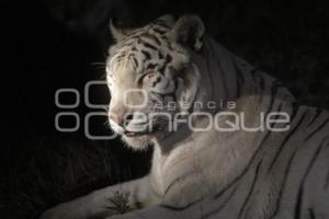 AFRICAM SAFARI . SAFARI NOCTURNO