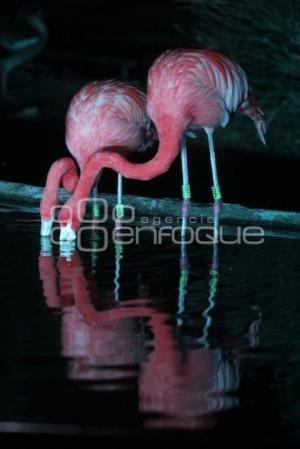 AFRICAM SAFARI . SAFARI NOCTURNO