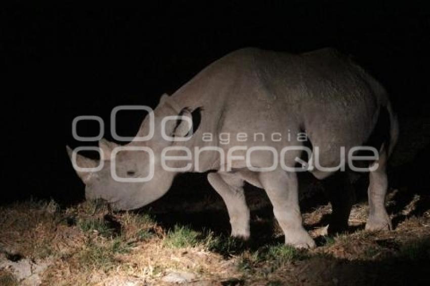 AFRICAM SAFARI . SAFARI NOCTURNO