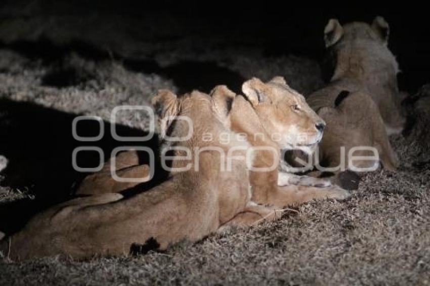 AFRICAM SAFARI . SAFARI NOCTURNO