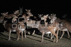 AFRICAM SAFARI . SAFARI NOCTURNO