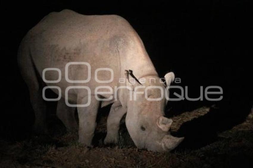 AFRICAM SAFARI . SAFARI NOCTURNO