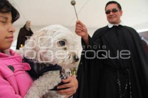 BENDICIÓN DE MASCOTAS. TEMPLO SAN ANTONIO