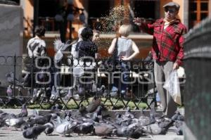 HOMBRE ALIMENTA PALOMAS ZOCALO