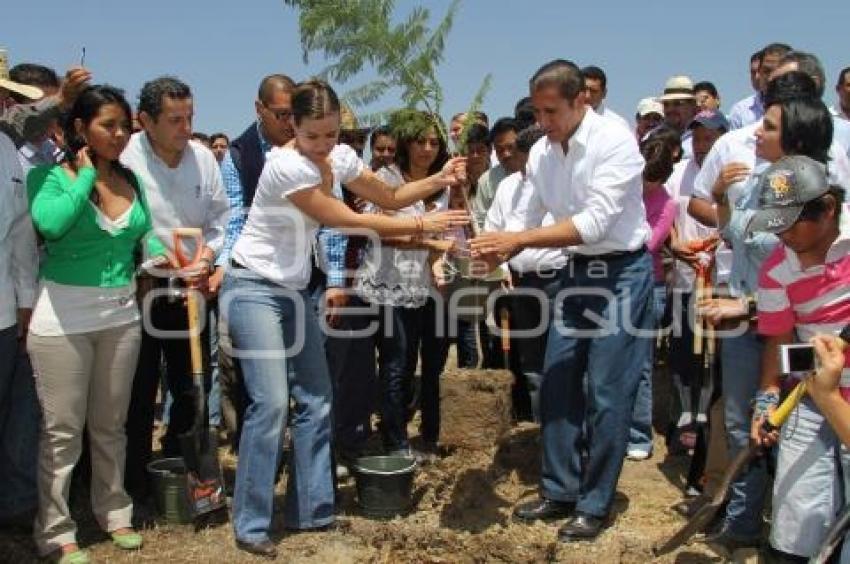 REFORESTACIÓN PARQUE METROPOLITANO