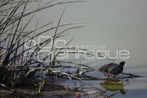 LAGUNA DE CHAPULCO . SEQUÍA