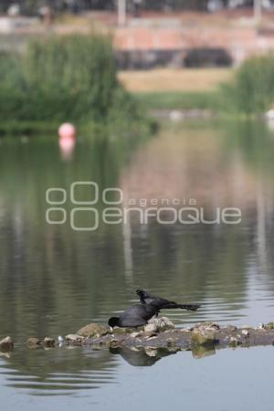 LAGUNA DE CHAPULCO . SEQUÍA