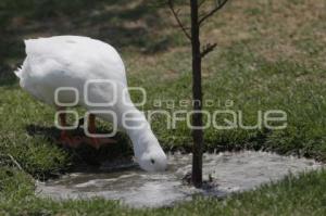 PARQUE ECOLOGICO