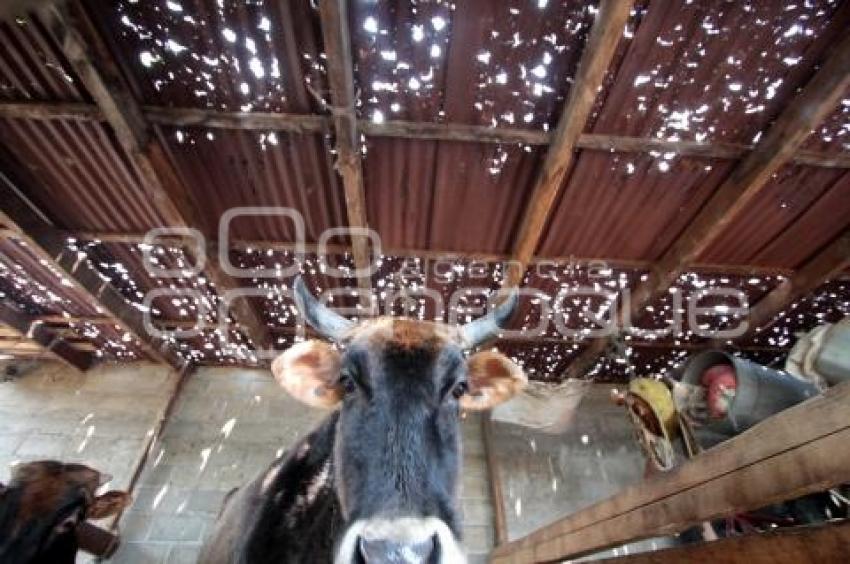 AFECTACIONES DE LA GRANIZADA