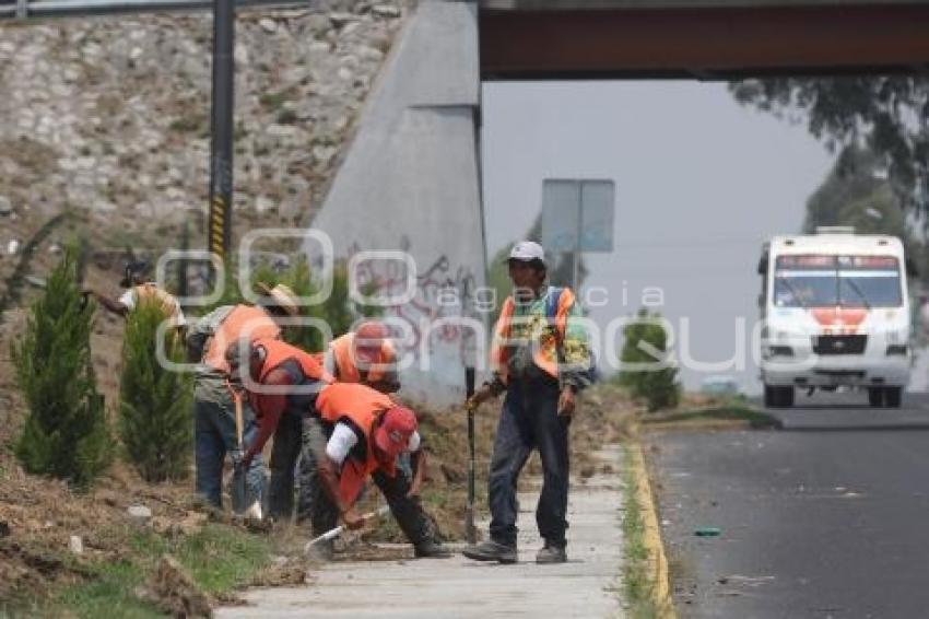 REFORESTACIÓN EN LA RECTA A CHOLULA