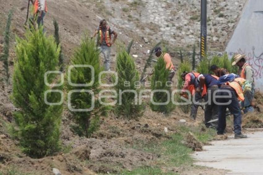 REFORESTACIÓN EN LA RECTA A CHOLULA