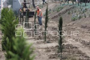 REFORESTACIÓN EN LA RECTA A CHOLULA