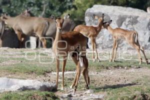 AFRICAM SAFARI