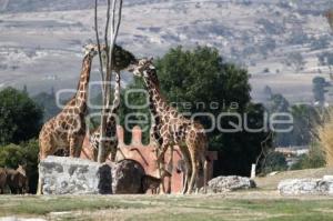 AFRICAM SAFARI