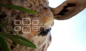 AFRICAM SAFARI
