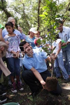 PROGRAMA DE REFORESTACIÓN 2011