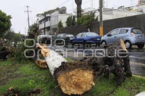 CAE ARBOL EN LA COLONIA LA PAZ