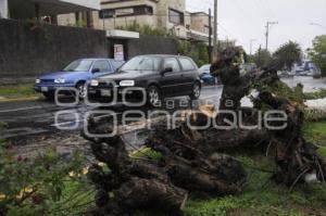 CAE ARBOL EN LA COLONIA LA PAZ