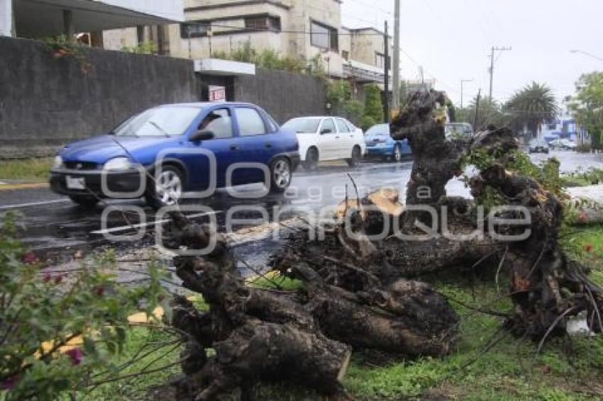 CAE ARBOL EN LA COLONIA LA PAZ