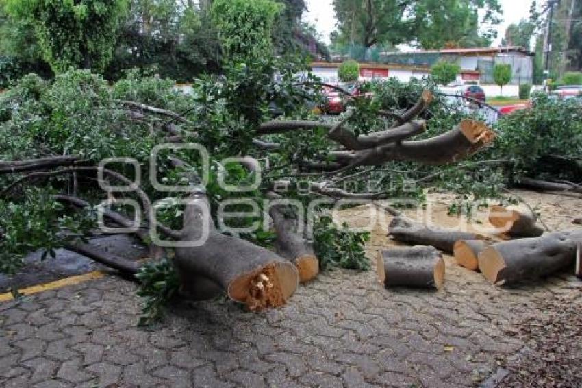 PODAN ÁRBOLES EN BULEVAR 5 DE MAYO