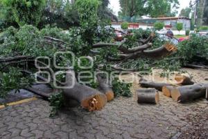 PODAN ÁRBOLES EN BULEVAR 5 DE MAYO