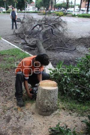 PODAN ÁRBOLES EN BULEVAR 5 DE MAYO