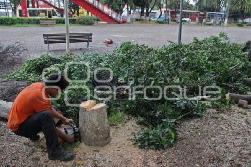 PODAN ÁRBOLES EN BULEVAR 5 DE MAYO