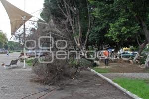 PODAN ÁRBOLES EN BULEVAR 5 DE MAYO