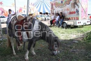 SE MANIFIESTAN ACTIVISTAS PRO DERECHOS ANIMALES