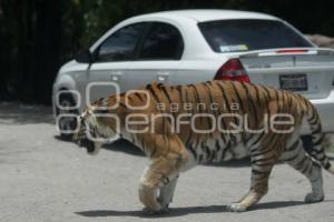 TURISMO . AFRICAM SAFARI