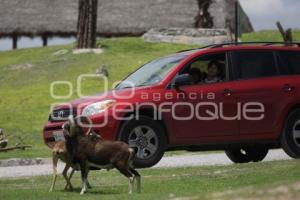 TURISMO . AFRICAM SAFARI