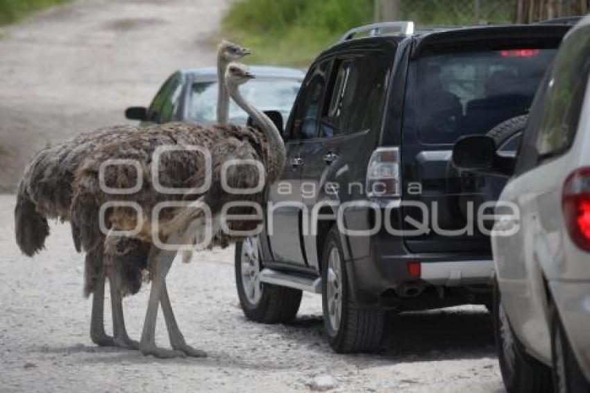 TURISMO . AFRICAM SAFARI