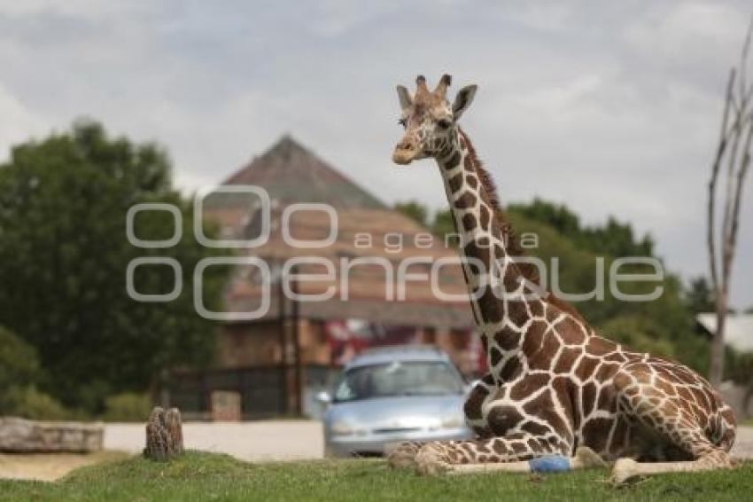 TURISMO . AFRICAM SAFARI